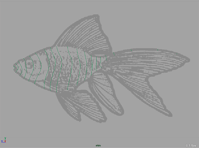 Maya 制作鱼的模型 飞特网 MAYA入门教程