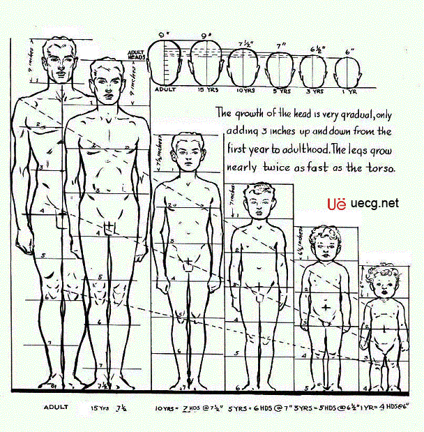 Maya角色建模基础――人体造型解剖学基础 飞特网 MAYA建模教程