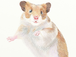 painter绘制一只可爱的老鼠