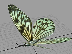 Maya2008制作一只逼真的蝴蝶