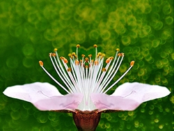 PS合成唯美折返镜头效果植物花朵照片
