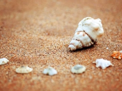 微距海滩贝壳照片修饰教程
