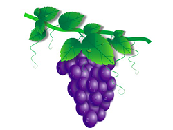 CorelDRAW X3绘制一串真实的葡萄