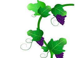 CDR绘制一串紫葡萄教程