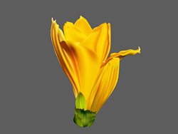 AI CS6网格工具绘制逼真写实花朵简明教程