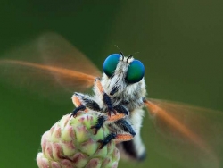 微距昆虫摄影作品