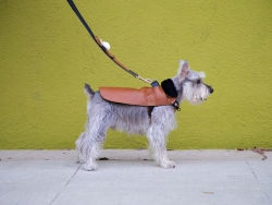 狗狗的时尚创意装备设计
