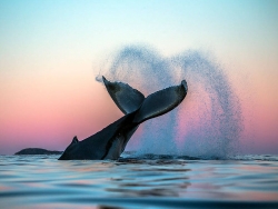 北极鲸摄影作品欣赏