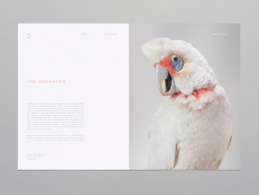 留白艺术感极强的鹦鹉画册版式设计节选